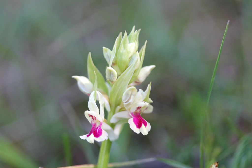 Dactylorhiza sambucina variet cromatiche